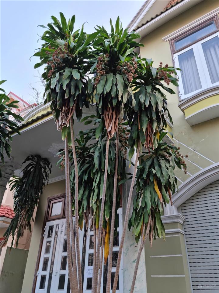 Bán biệt thự cư xá phúc hải, biên hòa, 8x23m, trệt 2 lầu, cách nguyễn ái quốc 200m, giá 10 tỷ