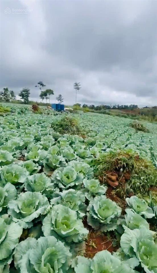 Cần bán 4ha đất có thổ cư nam bình, dăk song, đắk nông giá chỉ 8tỷ  0933 566 ***