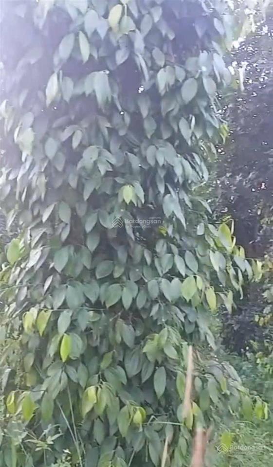 Cần bán 4ha đất có thổ cư nam bình, dăk song, đắk nông giá chỉ 8tỷ  0933 566 ***