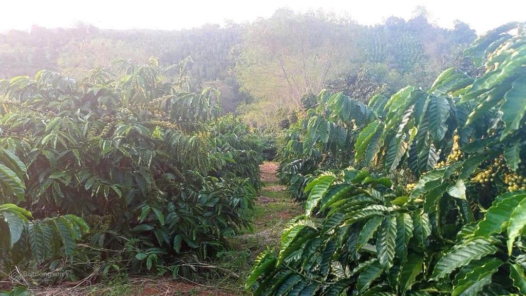 Cần bán 4ha đất có thổ cư nam bình, dăk song, đắk nông giá chỉ 8tỷ  0933 566 ***