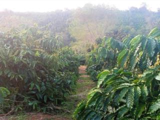 Cần bán 4ha đất có thổ cư nam bình, dăk song, đắk nông giá chỉ 8tỷ  0933 566 ***