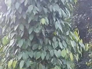 Cần bán đất thôn 2, daksong , lâm đồng dt 12.157m2 giá chỉ 3,2 tỷ