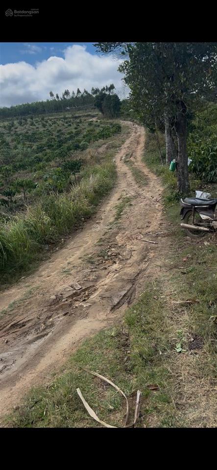 Chủ chuyển hướng công việc ở sài gòn cần bán rẫy cà phê cách ql 29 chỉ 400m