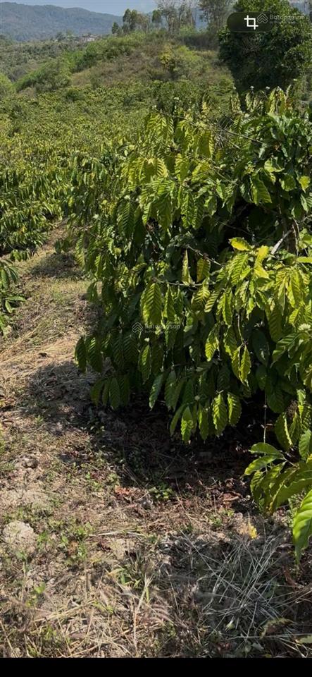 Chủ chuyển hướng công việc ở sài gòn cần bán rẫy cà phê cách ql 29 chỉ 400m