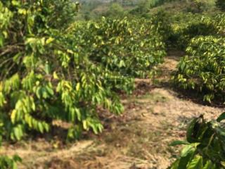 Chủ chuyển hướng công việc ở sài gòn cần bán rẫy cà phê cách ql 29 chỉ 400m