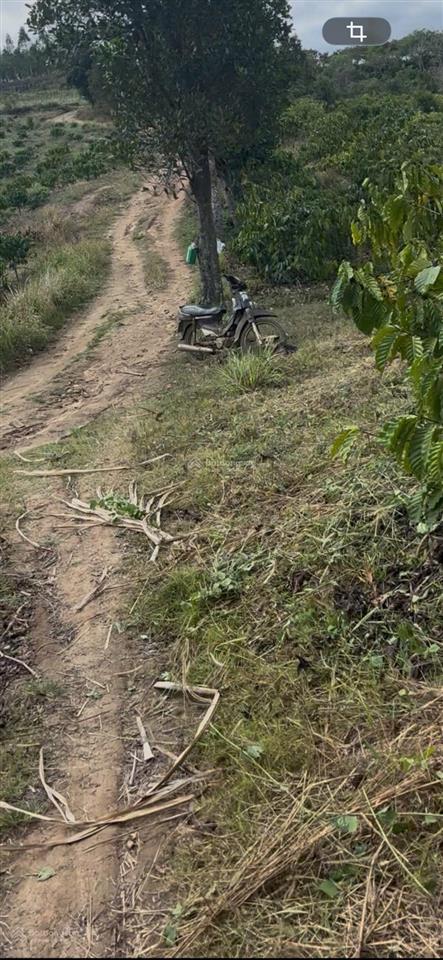 Chủ chuyển hướng công việc ở sài gòn cần bán rẫy cà phê cách ql 29 chỉ 400m