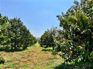 Chủ gửi bán vườn sau riêng 680cây năm tthứ 5, cách trường lái etu vài trăm m,cách tuyết tránh 2km