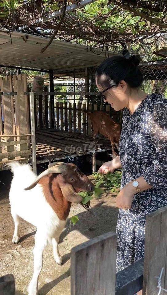 Vườn nghỉ dưỡng gần Sài Gòn - Chỉ nhận 1 nhóm/ngày