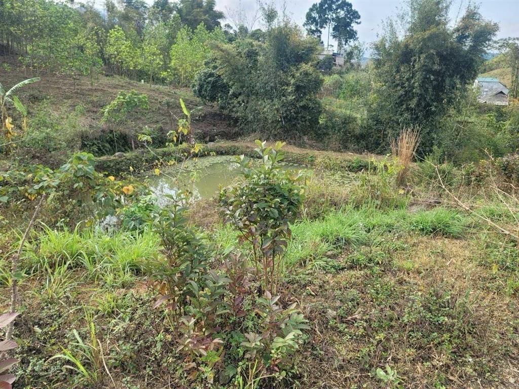 Chủ gửi bán đất 2909,7m², trong đó có 300 m² đất ở, còn lại đất trồng cây lâu năm
