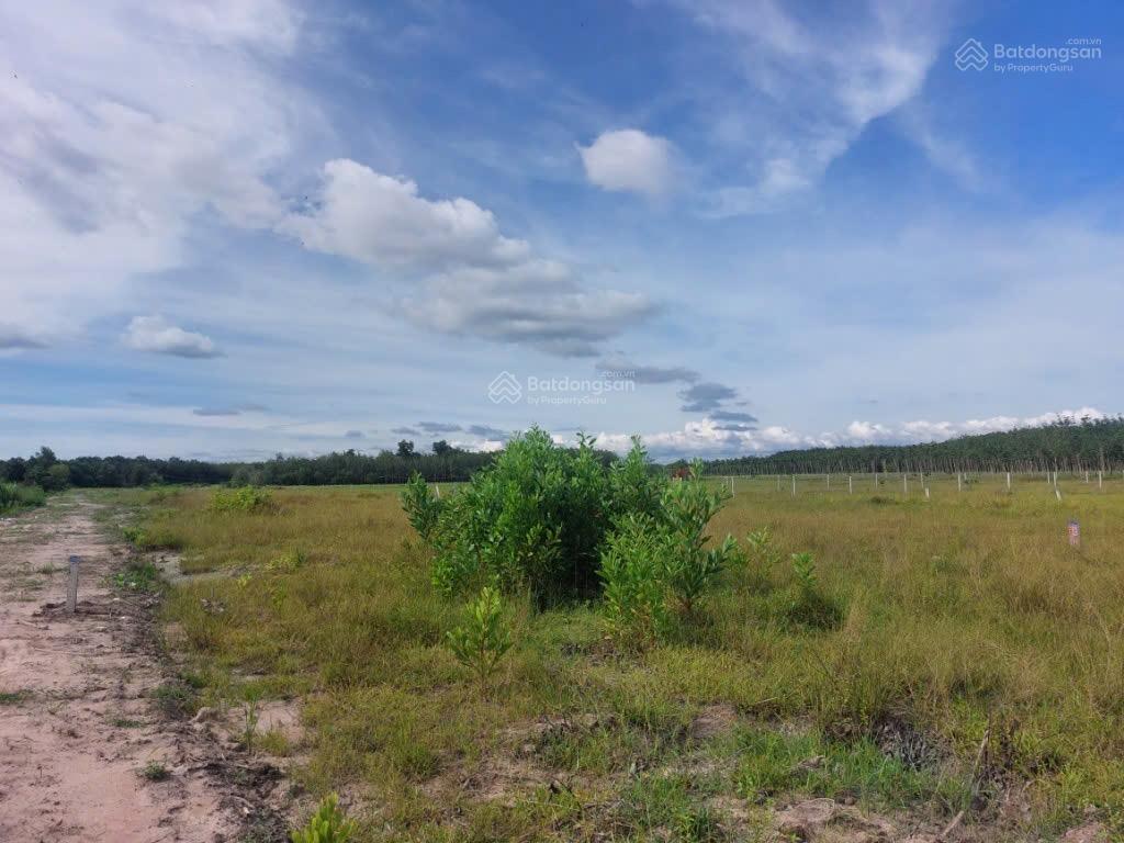 Bán đất ở đường bờ kênh, xã thạnh bình, huyện tân biên, tây ninh, 580 triệu, 1110 m2, view đẹp