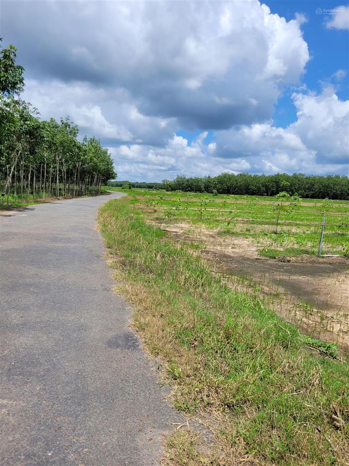 Bán đất 20x50m tại thạnh bình, 440 triệu, 1005,8m2, hàng hiếm giá cực chất