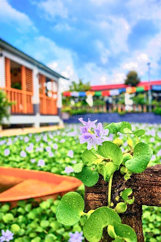 Chủ cần tiền giảm từ 25 tỷ còn 16 tỷ farm sầu riêng và cây ăn trái cùng toàn bộ hạ tầng