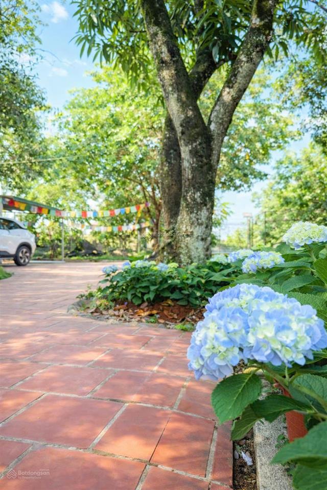 Chủ cần tiền giảm từ 25 tỷ còn 16 tỷ farm sầu riêng và cây ăn trái cùng toàn bộ hạ tầng