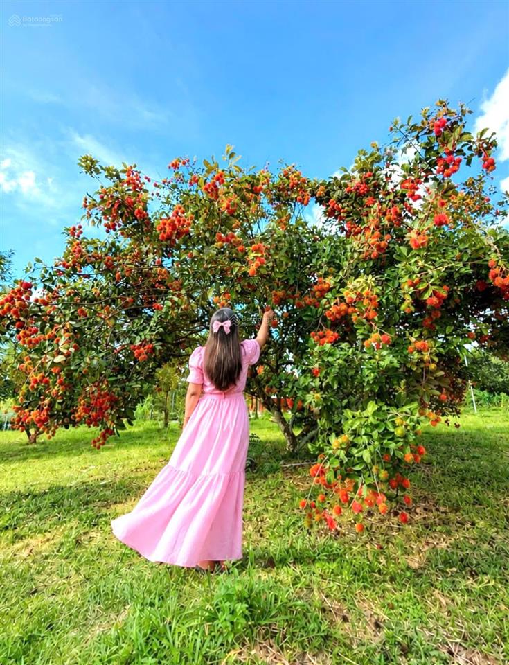 Chủ cần tiền giảm từ 25 tỷ còn 16 tỷ farm sầu riêng và cây ăn trái cùng toàn bộ hạ tầng
