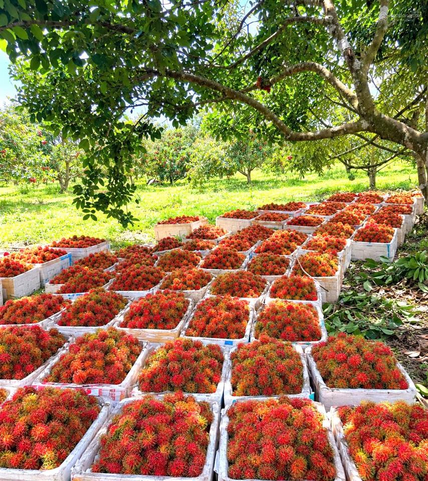 Chủ cần tiền giảm từ 25 tỷ còn 16 tỷ farm sầu riêng và cây ăn trái cùng toàn bộ hạ tầng