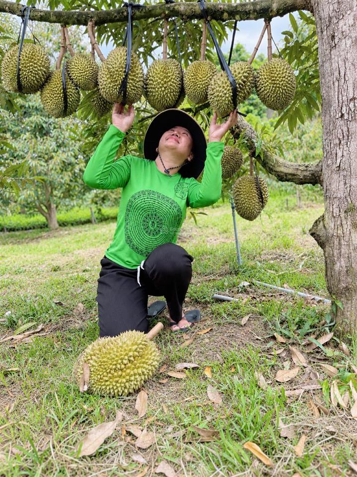 Chủ cần tiền giảm từ 25 tỷ còn 16 tỷ farm sầu riêng và cây ăn trái cùng toàn bộ hạ tầng