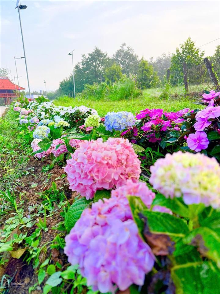 Chủ cần tiền giảm từ 25 tỷ còn 16 tỷ farm sầu riêng và cây ăn trái cùng toàn bộ hạ tầng