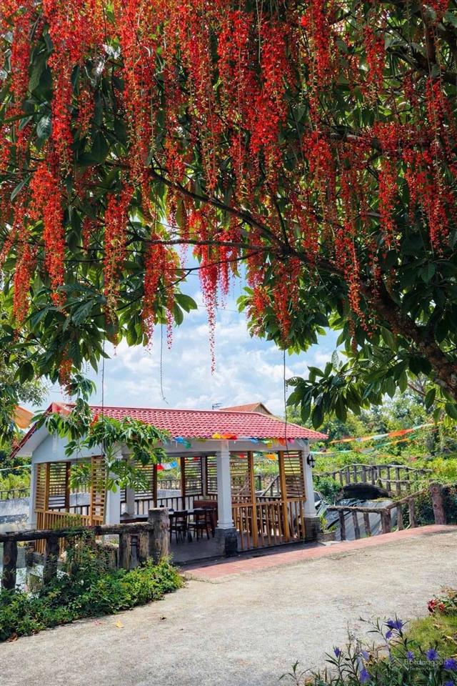 Chủ cần tiền giảm từ 25 tỷ còn 16 tỷ farm sầu riêng và cây ăn trái cùng toàn bộ hạ tầng