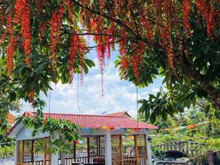 Chủ cần tiền giảm từ 25 tỷ còn 16 tỷ farm sầu riêng và cây ăn trái cùng toàn bộ hạ tầng