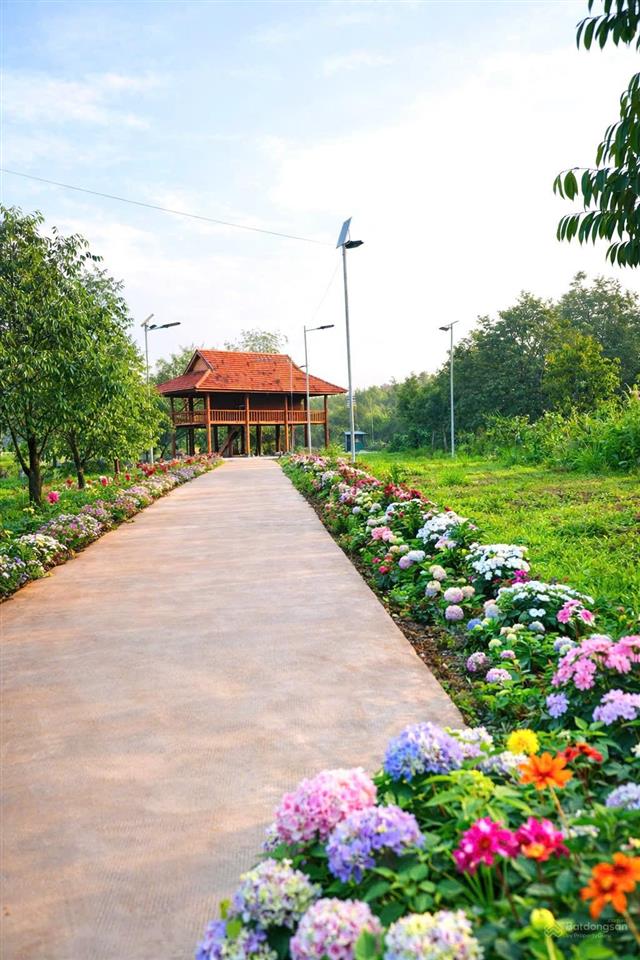 Chủ cần tiền giảm từ 25 tỷ còn 16 tỷ farm sầu riêng và cây ăn trái cùng toàn bộ hạ tầng