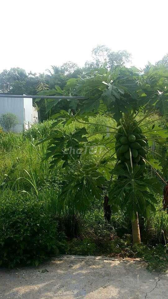Đất giá rẻ