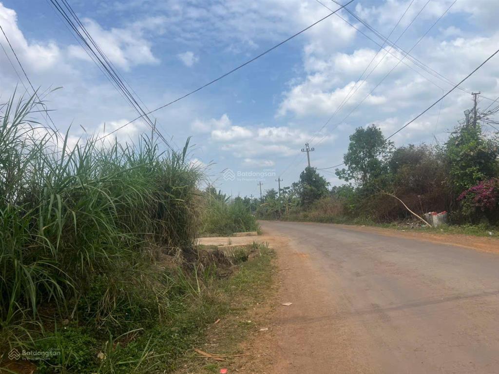 Thiên đường nghỉ dưỡng cạnh tà đùng  trang trại rộng 2.4ha, có nguồn thu cà 12 tấn/năm