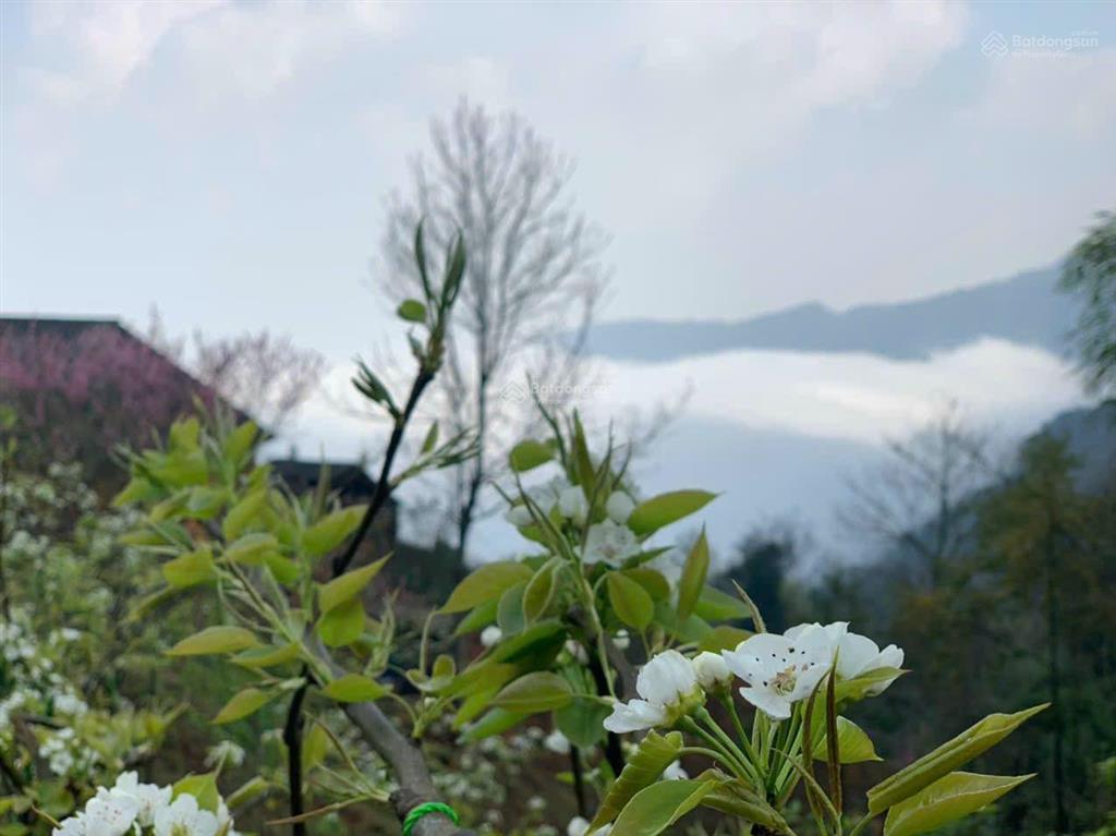 Bán 2236m2 đất y tý có sẵn bìa đỏ. mua bán cc ngay