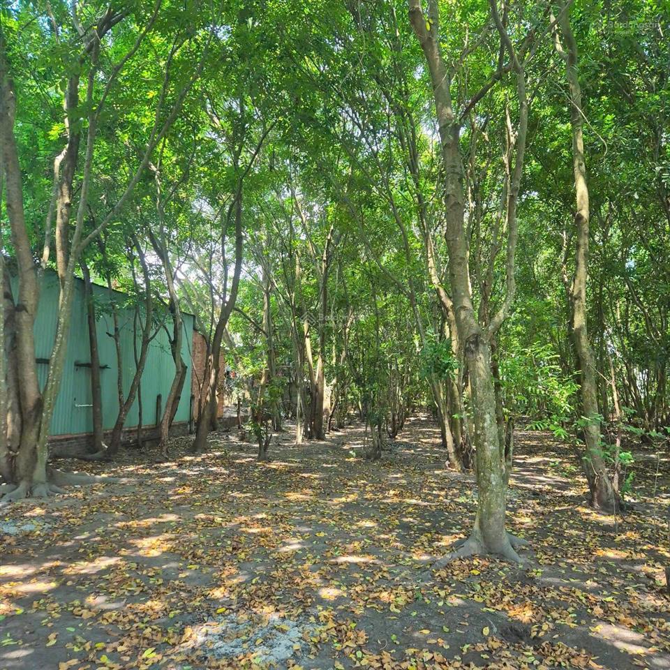 Bán 2.763m² đất mặt tiền đường 457, trung an, củ chi  thổ cư 100%  phù hợp phân lô