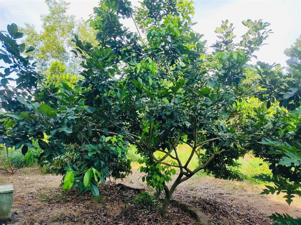 Bán nhà vườn 1288m2 sẵn 40 cây sầu riêng đang cho thu hoạch giá chỉ 1,85tỷ tại hàng gòn, long khánh