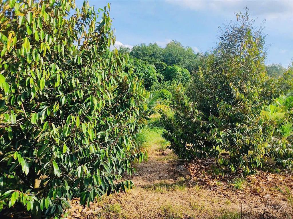 Bán nhà vườn 1288m2 sẵn 40 cây sầu riêng đang cho thu hoạch giá chỉ 1,85tỷ tại hàng gòn, long khánh