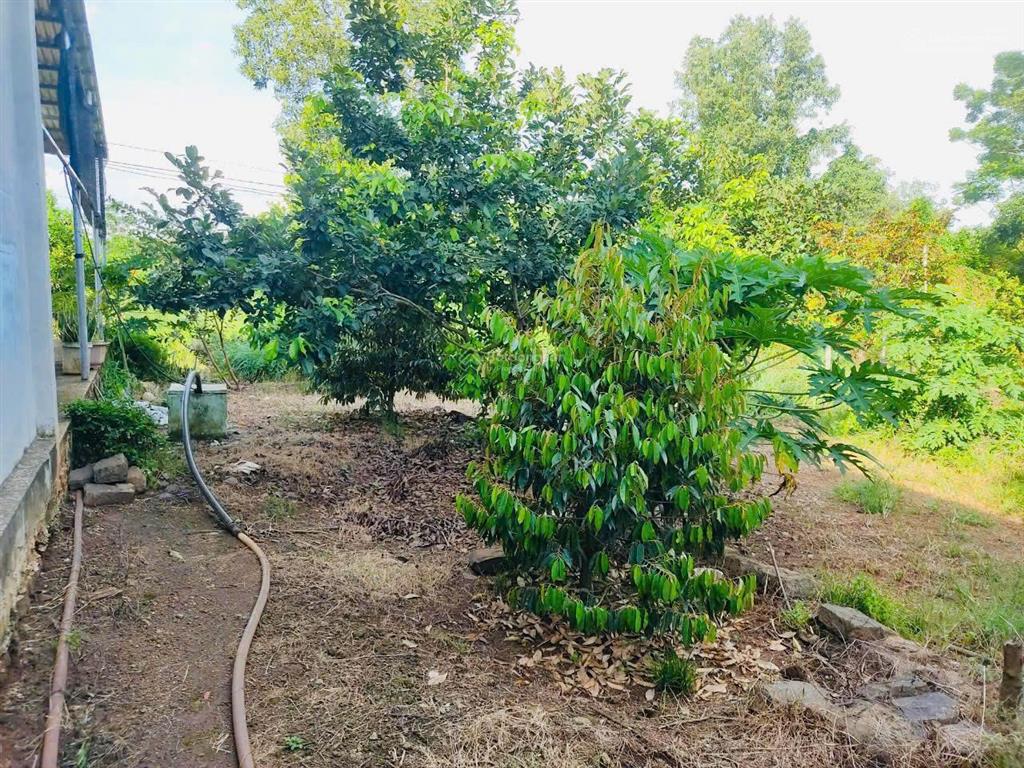 Bán nhà vườn 1288m2 sẵn 40 cây sầu riêng đang cho thu hoạch giá chỉ 1,85tỷ tại hàng gòn, long khánh