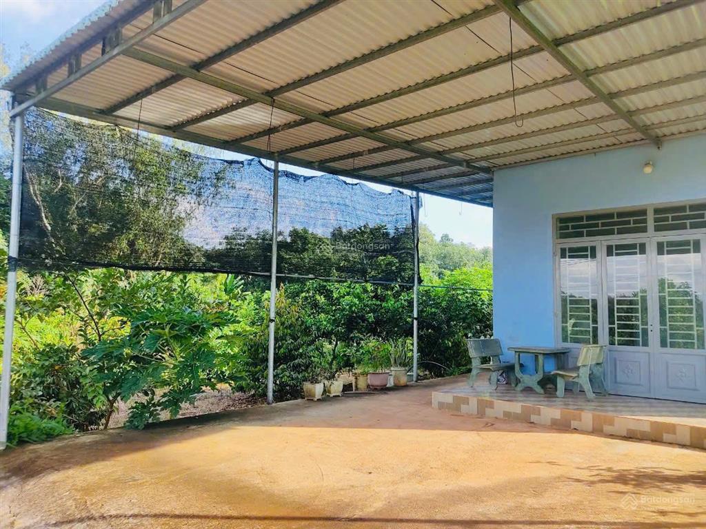 Bán nhà vườn 1288m2 sẵn 40 cây sầu riêng đang cho thu hoạch giá chỉ 1,85tỷ tại hàng gòn, long khánh