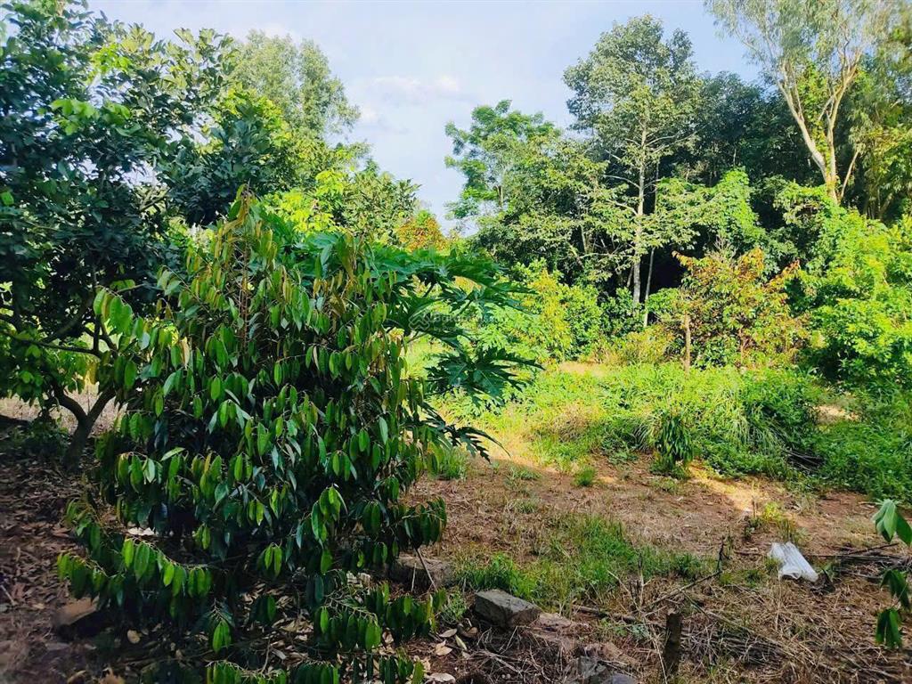 Bán nhà vườn 1288m2 sẵn 40 cây sầu riêng đang cho thu hoạch giá chỉ 1,85tỷ tại hàng gòn, long khánh