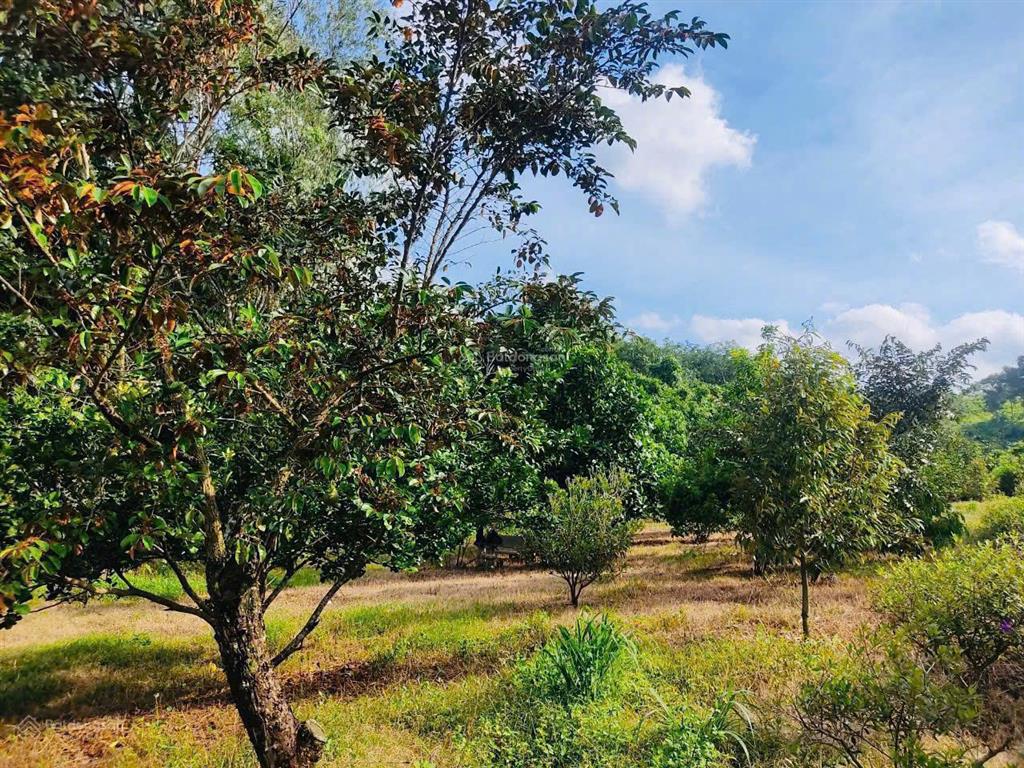 Bán nhà vườn 1288m2 sẵn 40 cây sầu riêng đang cho thu hoạch giá chỉ 1,85tỷ tại hàng gòn, long khánh