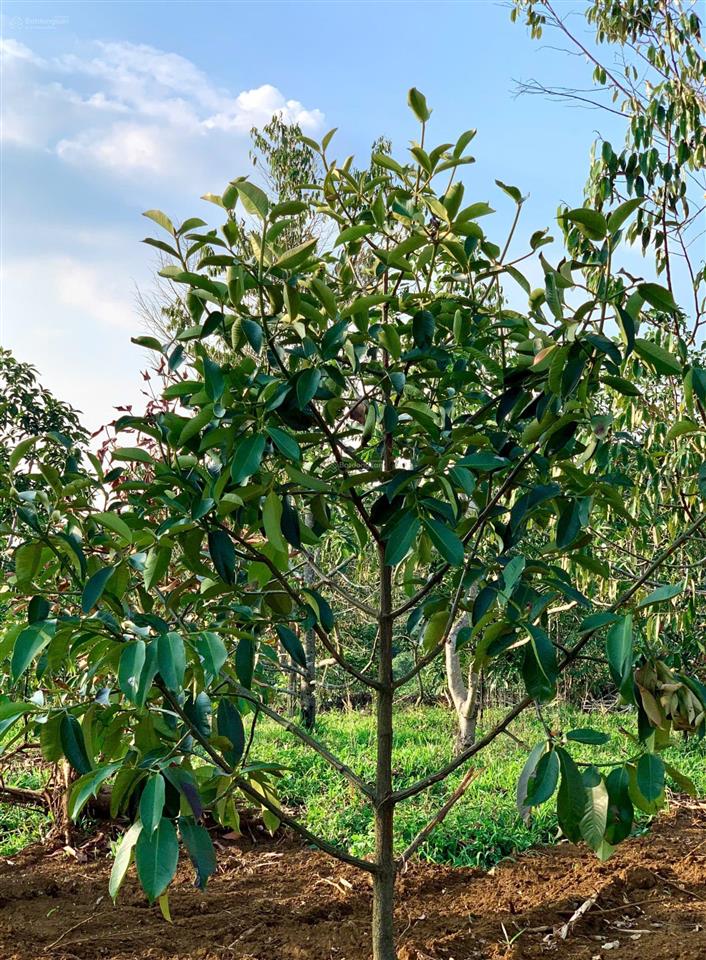 Bán đất tại xã hoà ninh, di linh, lâm đồng, 2,89 tỷ, 256 m2  giá cực chất