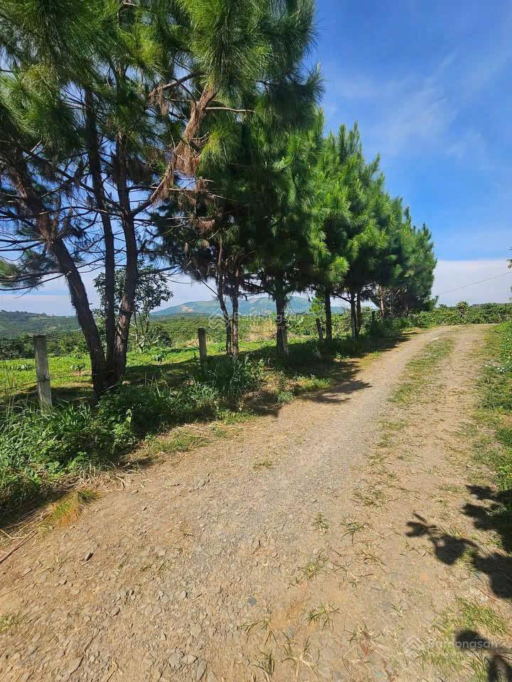 Bán đất tại xã hoà ninh, di linh, lâm đồng, 2,89 tỷ, 256 m2  giá cực chất