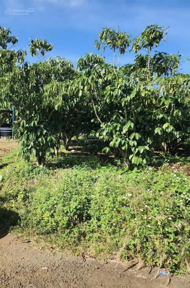 Người quen nhờ bán giúp lô chính chủ gần ngay trung tâm hoà ninh