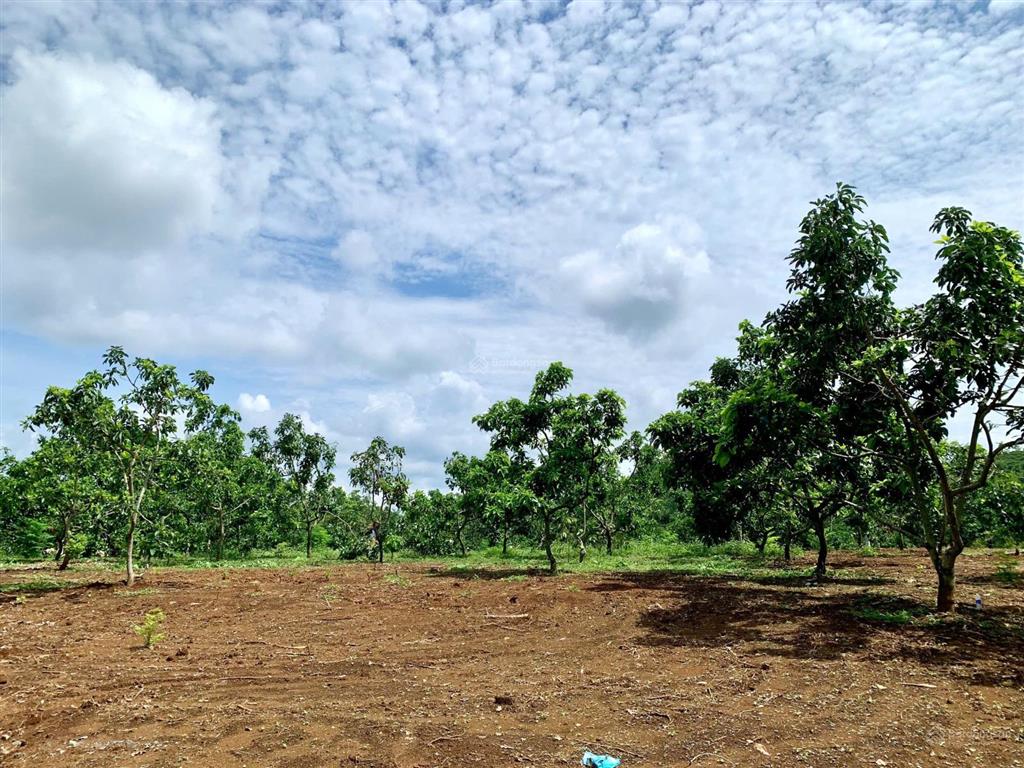 Bán đất nền tại xã hoà ninh, di linh, lâm đồng, 2,25 tỷ  hàng hiếm giá ưu đãi