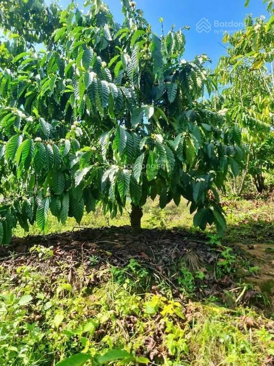 Bán gấp lô siêu đẹp xã hoà ninh, huyện di linh, lâm đồng, 1,6 tỷ