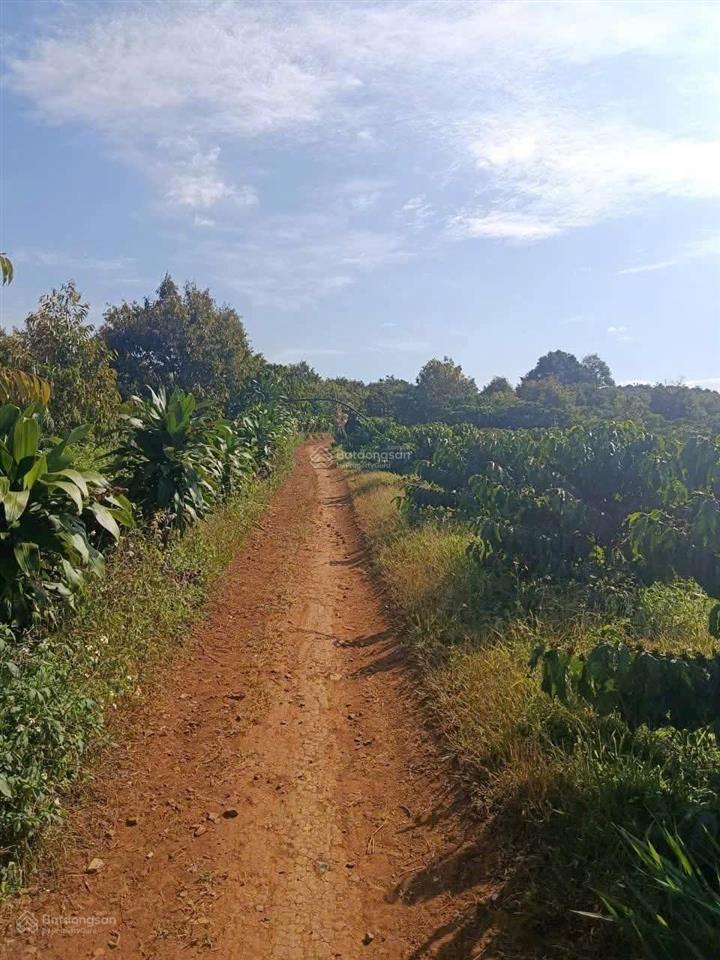 Bán gấp lô sau lưng xã hoà bắc 1,3 tỷ, hàng hiếm tại di linh, lâm đồng