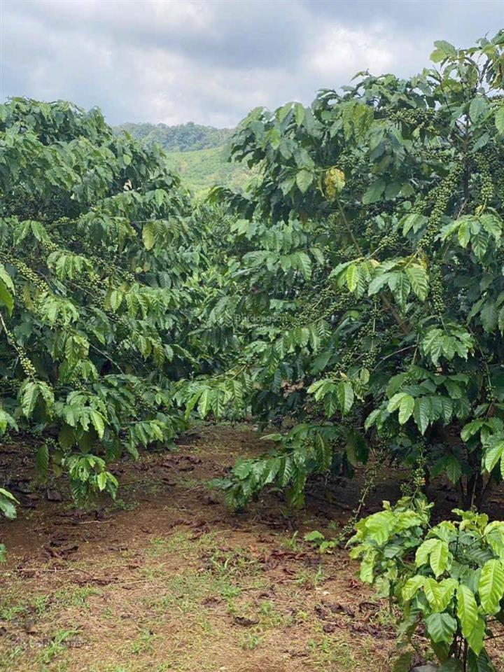 Chính chủ cần bán gấp đất xã hoà ninh, di linh, lâm đồng, 1,8 tỷ, 156 m2