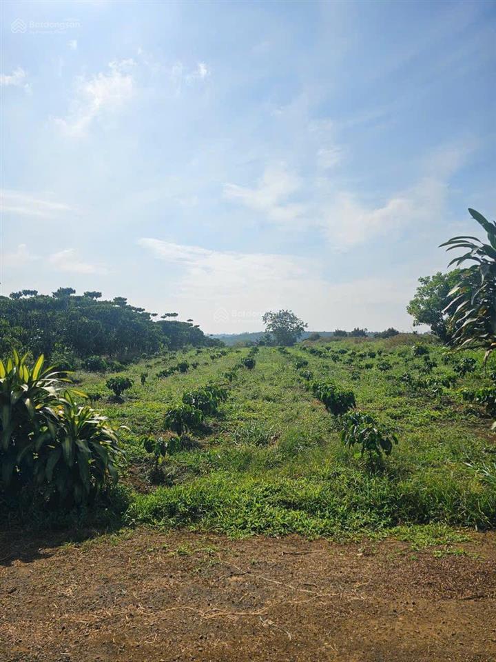 Cần bán gấp đất xã hoà bắc, di linh, lâm đồng, 1,35 tỷ