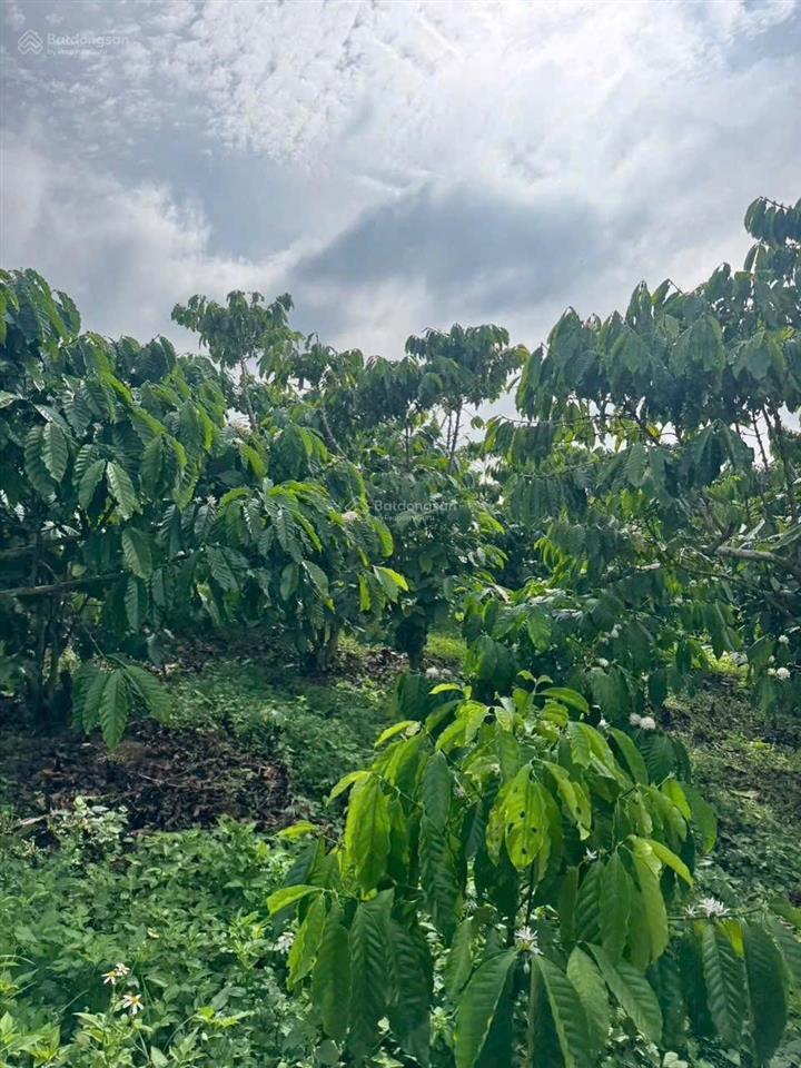 Cần bán gấp đất xã hoà bắc, di linh, lâm đồng, 1,35 tỷ