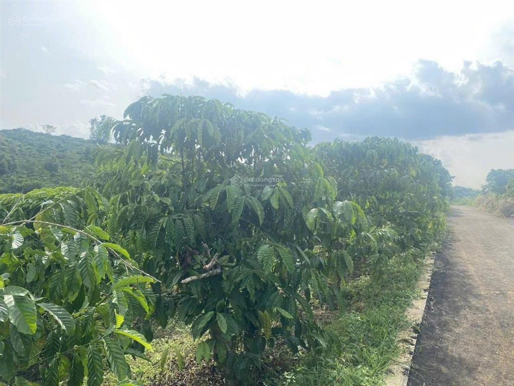 Bán đất 200m2 tại xã hoà ninh, 2,33 tỷ, di linh, lâm đồng