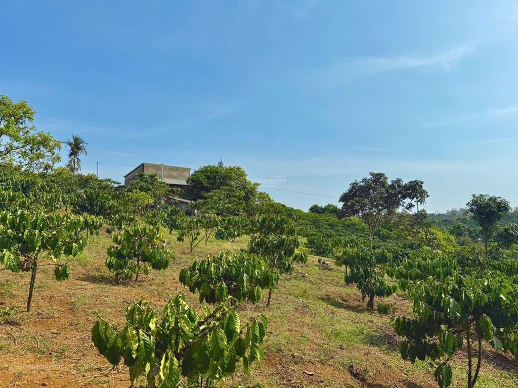 Bán đất đẹp tại xã hoà ninh, huyện di linh, lâm đồng, 1,25 tỷ, 120m2