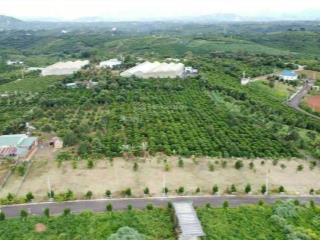 Bán đất đẹp tại xã hoà ninh, di linh, lâm đồng, 1,2 tỷ, 100m2