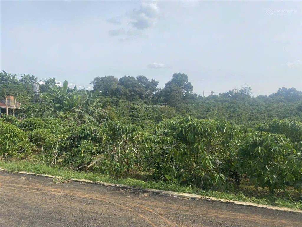 Bán đất đẹp tại xã hoà ninh, di linh, lâm đồng, 1,2 tỷ, 100m2
