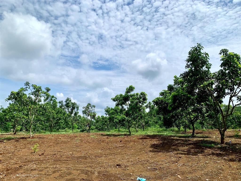 Cần bán gấp lô siêu đẹp xã hoà ninh, di linh, lâm đồng