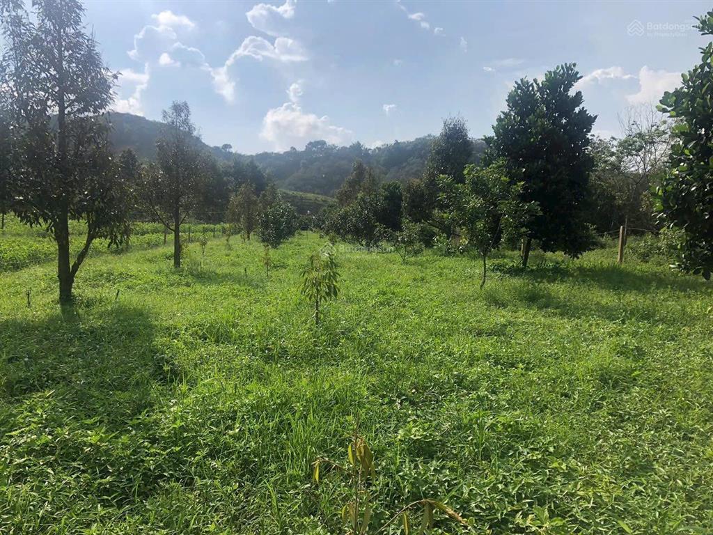 Kẹt xử lý công việc cuối năm cần bán gấp lô siêu đẹp xã hoà bắc, di linh, lâm đồng