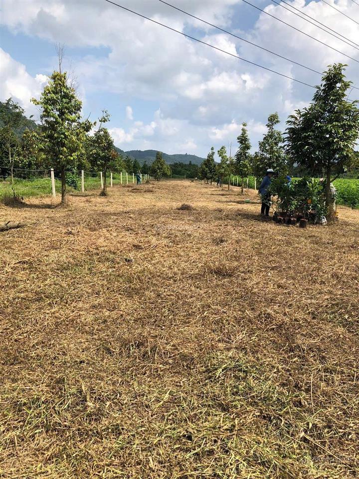 Kẹt xử lý công việc cuối năm cần bán gấp lô siêu đẹp xã hoà bắc, di linh, lâm đồng